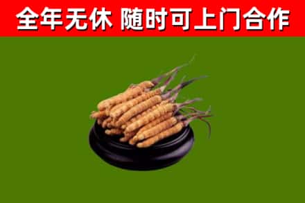 文昌回收散虫草