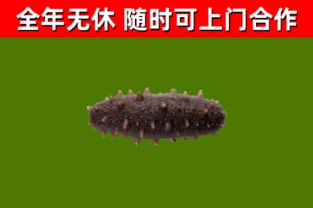 文昌回收海参干